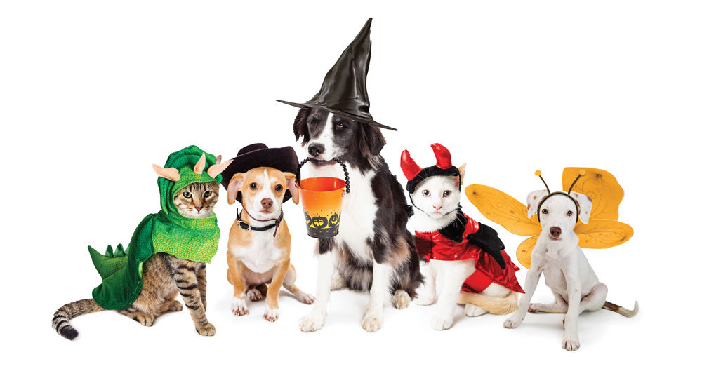 Trick are treats for dog and human alike